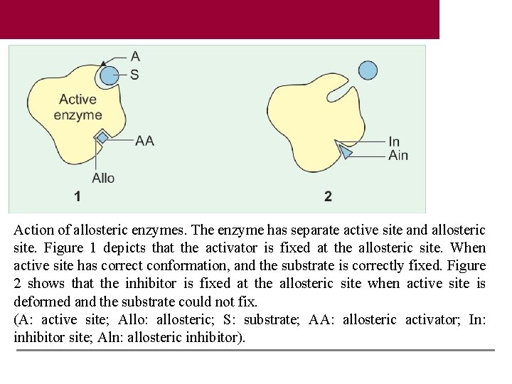 Action of allosteric enzymes. The enzyme has separate active site and allosteric site. Figure