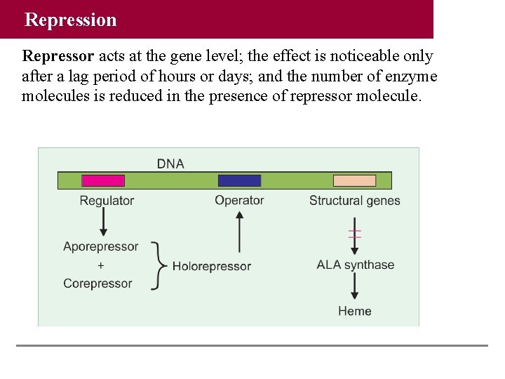 Repression Repressor acts at the gene level; the effect is noticeable only after a