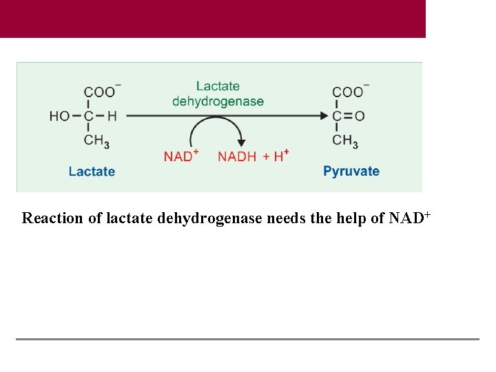Reaction of lactate dehydrogenase needs the help of NAD+ 