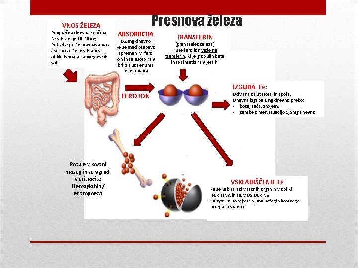 VNOS ŽELEZA Povprečna dnevna količina Fe v hrani je 10 -20 mg, Potrebe po