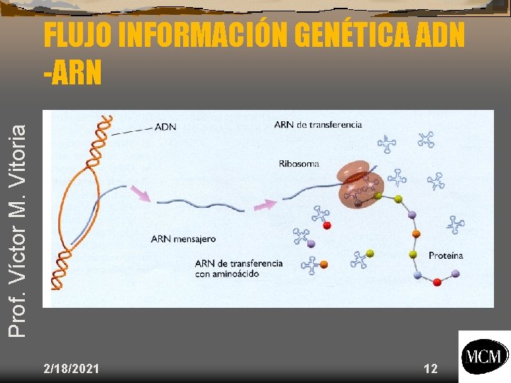 Prof. Víctor M. Vitoria FLUJO INFORMACIÓN GENÉTICA ADN -ARN 2/18/2021 12 