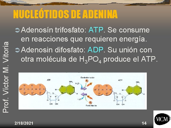 NUCLEÓTIDOS DE ADENINA Prof. Víctor M. Vitoria Ü Adenosín trifosfato: ATP Se consume en