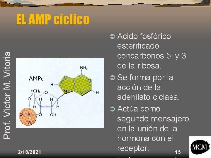 EL AMP cíclico Prof. Víctor M. Vitoria Ü Acido 2/18/2021 fosfórico esterificado concarbonos 5’