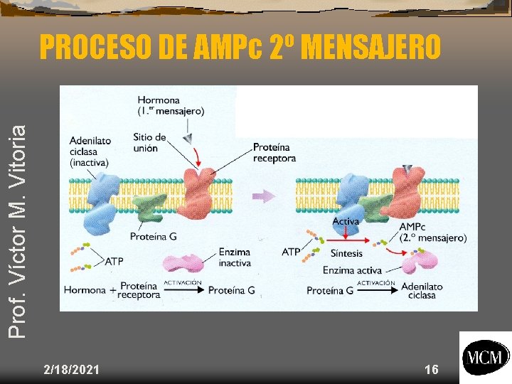 Prof. Víctor M. Vitoria PROCESO DE AMPc 2º MENSAJERO 2/18/2021 16 