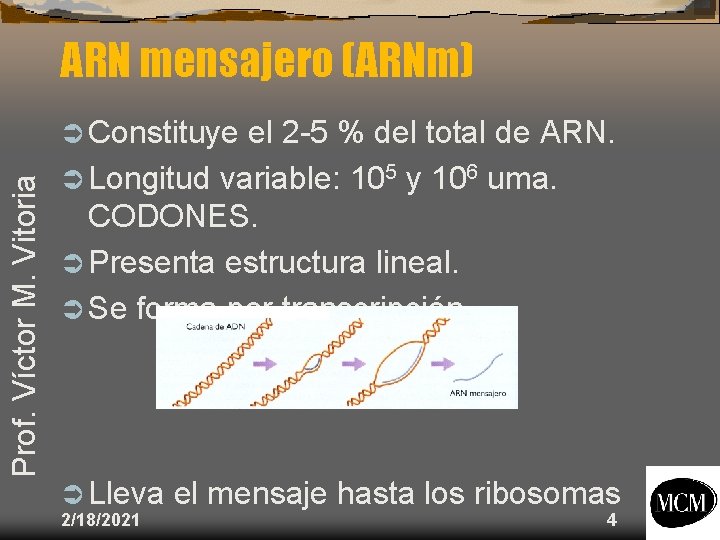 ARN mensajero (ARNm) Prof. Víctor M. Vitoria Ü Constituye el 2 -5 % del