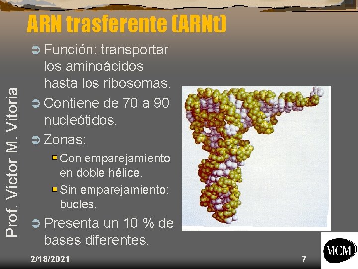 ARN trasferente (ARNt) Prof. Víctor M. Vitoria Ü Función: transportar los aminoácidos hasta los