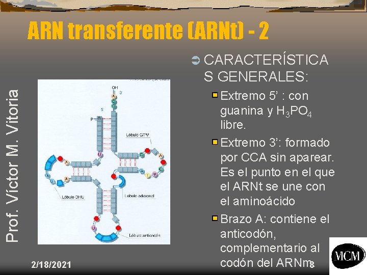 ARN transferente (ARNt) - 2 Ü CARACTERÍSTICA Prof. Víctor M. Vitoria S GENERALES: 2/18/2021
