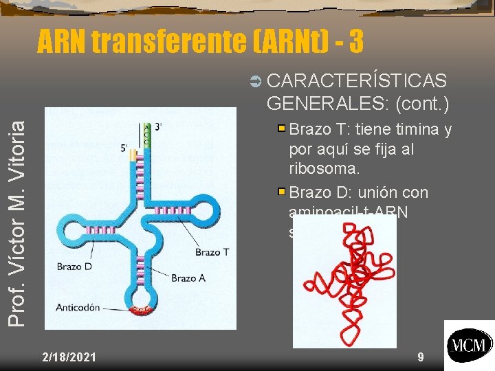 ARN transferente (ARNt) - 3 Ü CARACTERÍSTICAS Prof. Víctor M. Vitoria GENERALES: (cont. )