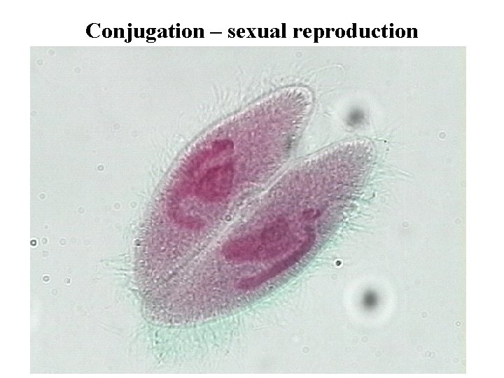 Conjugation – sexual reproduction 