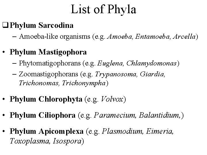 List of Phyla q Phylum Sarcodina – Amoeba-like organisms (e. g. Amoeba, Entamoeba, Arcella)