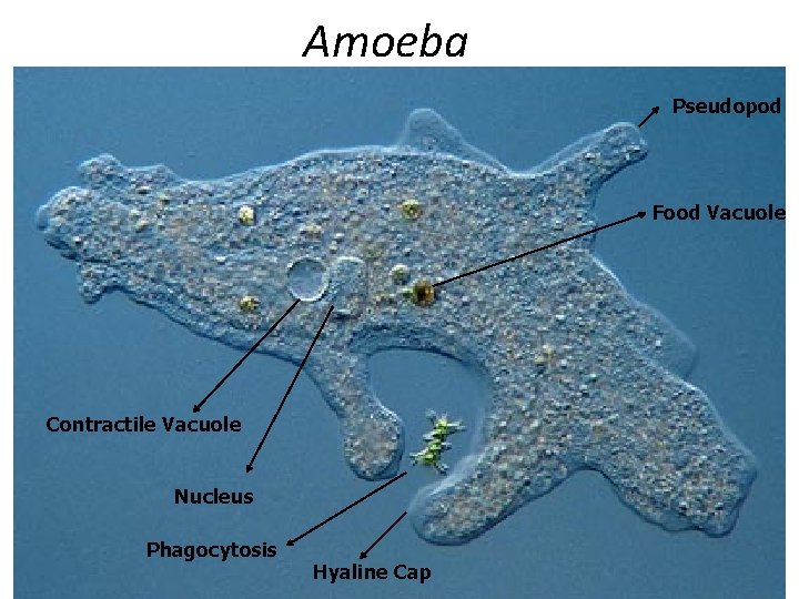 Amoeba Pseudopod Food Vacuole Contractile Vacuole Nucleus Phagocytosis Hyaline Cap 
