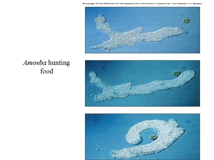 Amoeba hunting food 