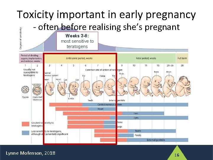 Toxicity important in early pregnancy - often before realising she’s pregnant Weeks 3 -8: