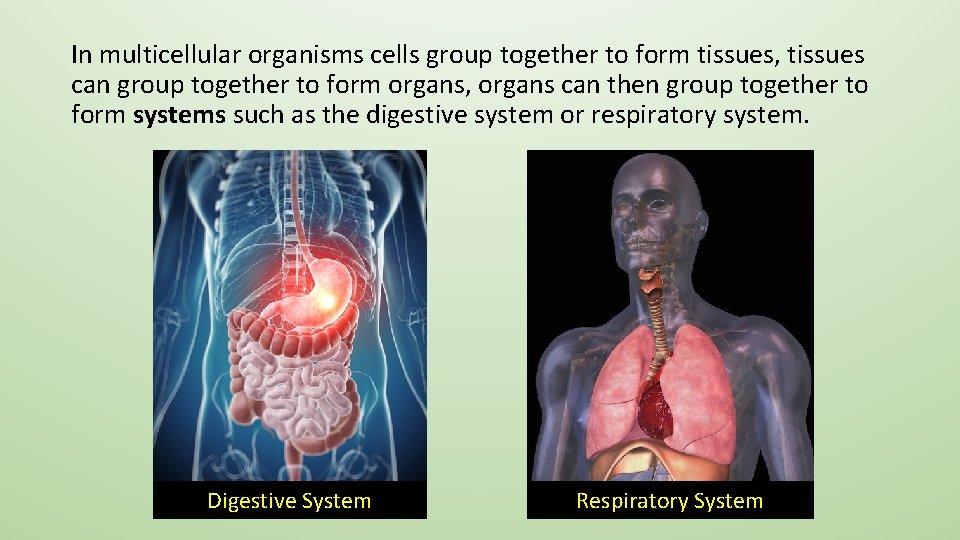 In multicellular organisms cells group together to form tissues, tissues can group together to