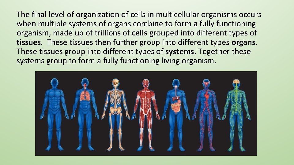 The final level of organization of cells in multicellular organisms occurs when multiple systems