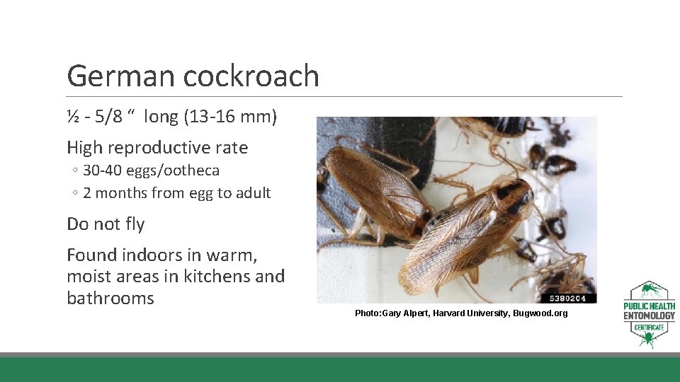 German cockroach ½ - 5/8 “ long (13 -16 mm) High reproductive rate ◦ German cockroach ½ - 5/8 “ long (13 -16 mm) High reproductive rate ◦