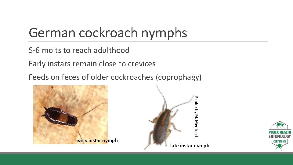 German cockroach nymphs 5 -6 molts to reach adulthood Early instars remain close to