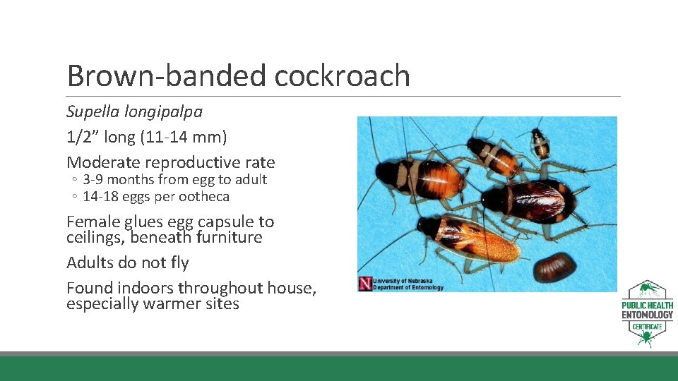 Brown-banded cockroach Supella longipalpa 1/2” long (11 -14 mm) Moderate reproductive rate ◦ 3