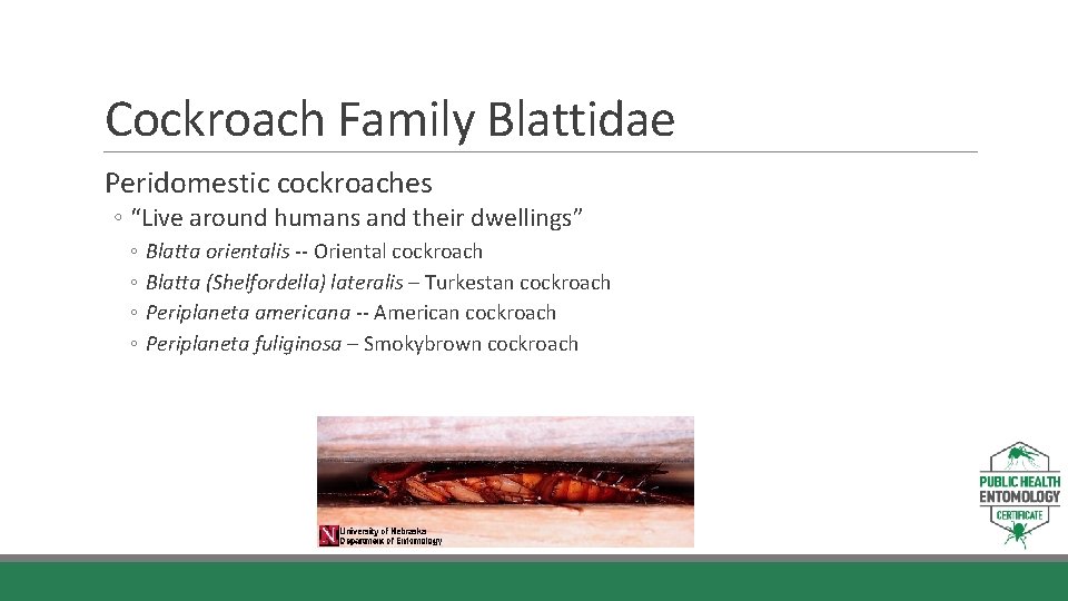 Cockroach Family Blattidae Peridomestic cockroaches ◦ “Live around humans and their dwellings” ◦ ◦ Cockroach Family Blattidae Peridomestic cockroaches ◦ “Live around humans and their dwellings” ◦ ◦