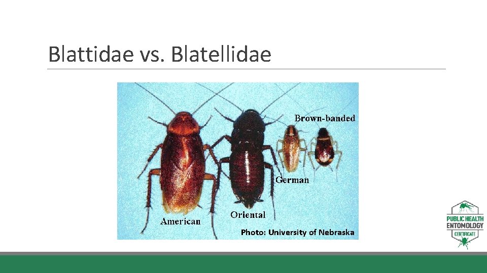 Blattidae vs. Blatellidae Photo: University of Nebraska 