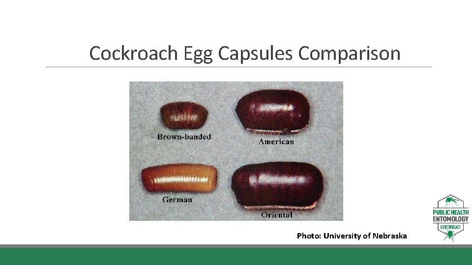 Cockroach Egg Capsules Comparison Photo: University of Nebraska 