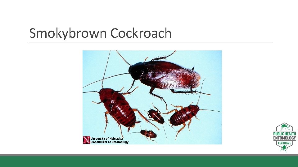 Smokybrown Cockroach Smokybrown Cockroach