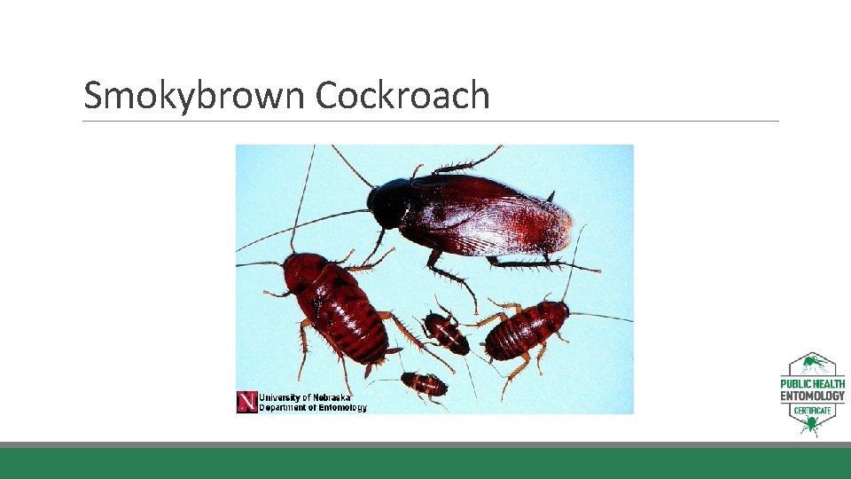 Smokybrown Cockroach 