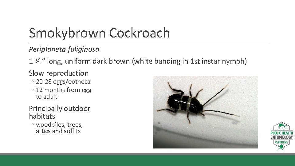 Smokybrown Cockroach Periplaneta fuliginosa 1 ¾ “ long, uniform dark brown (white banding in