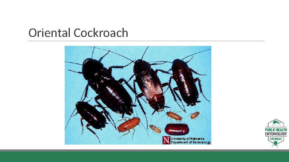 Oriental Cockroach 