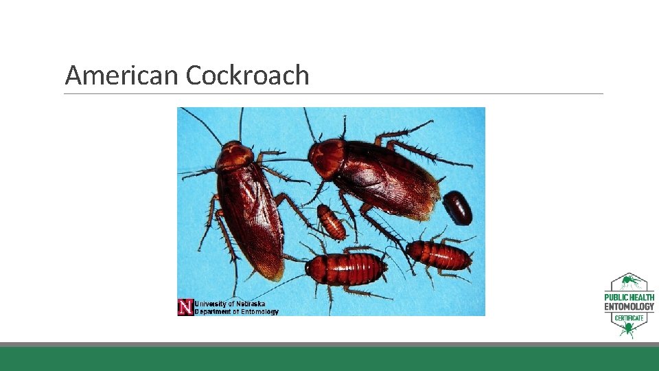 American Cockroach 