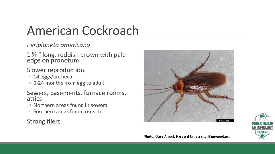 American Cockroach Periplaneta americana 1 ¾ “ long, reddish brown with pale edge on