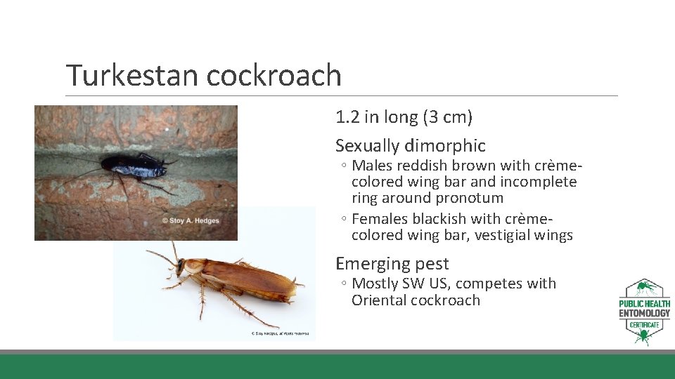 Turkestan cockroach 1. 2 in long (3 cm) Sexually dimorphic ◦ Males reddish brown