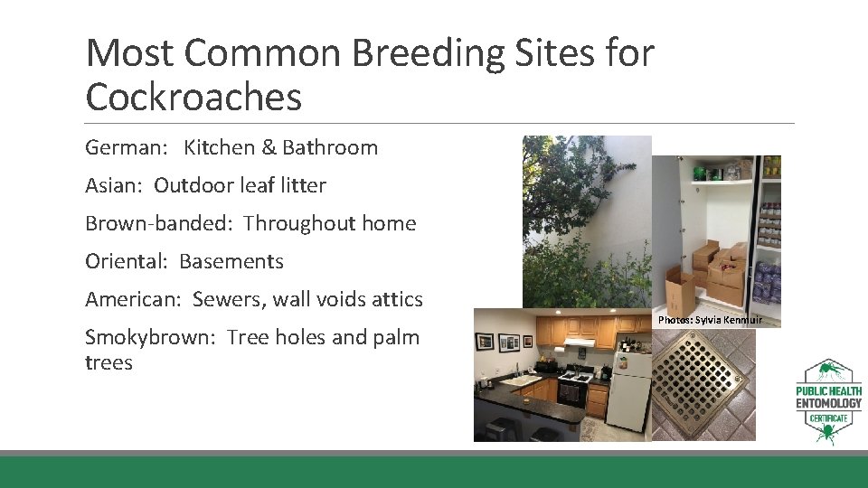 Most Common Breeding Sites for Cockroaches German: Kitchen & Bathroom Asian: Outdoor leaf litter