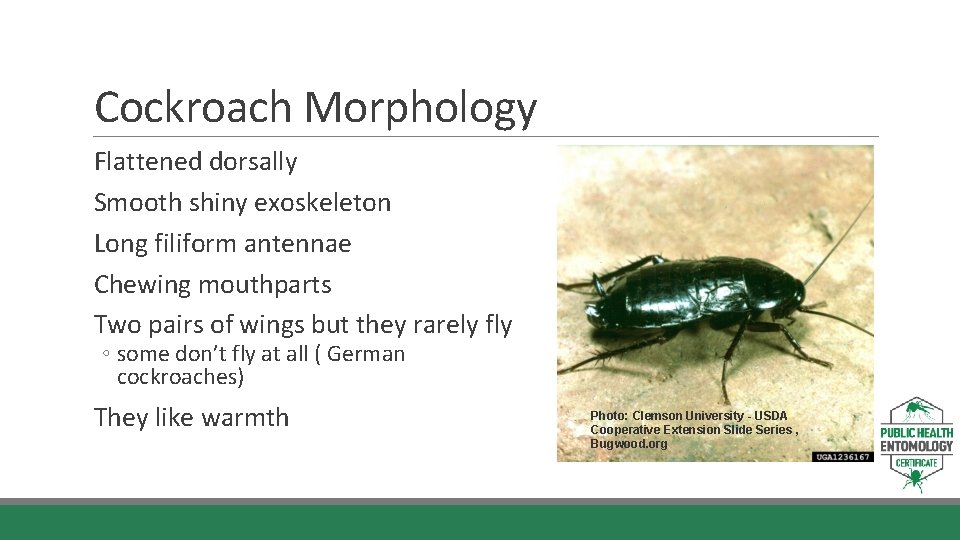 Cockroach Morphology Flattened dorsally Smooth shiny exoskeleton Long filiform antennae Chewing mouthparts Two pairs