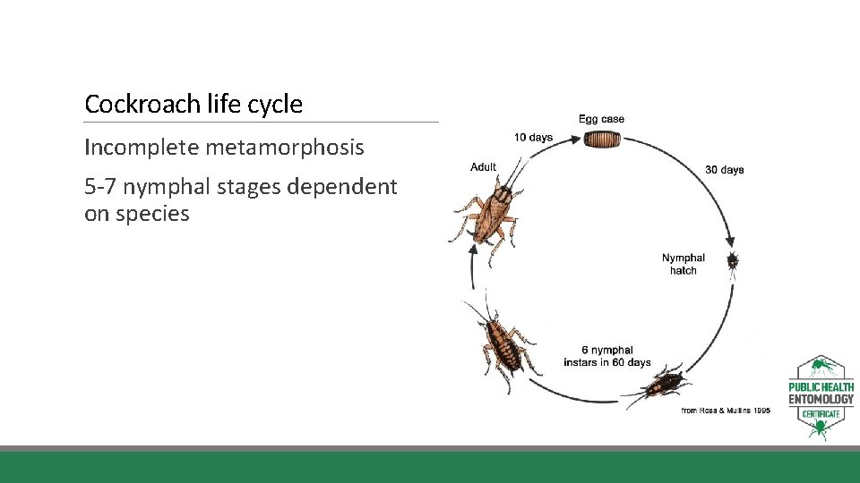 Cockroach life cycle Incomplete metamorphosis 5 -7 nymphal stages dependent on species 