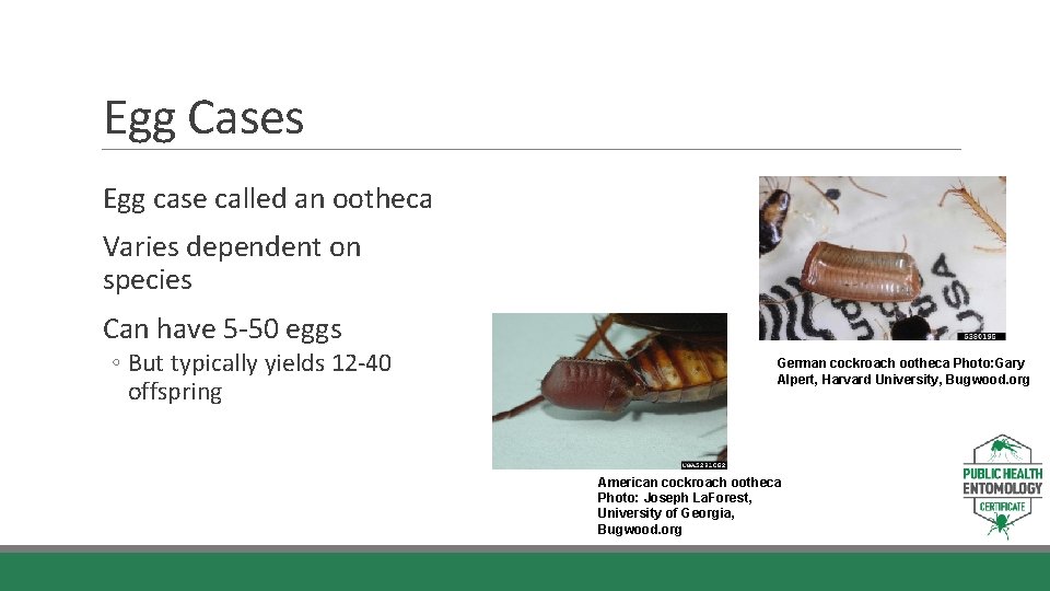 Egg Cases Egg case called an ootheca Varies dependent on species Can have 5