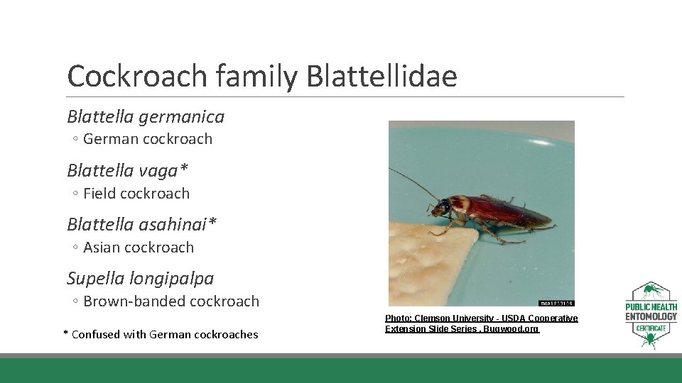 Cockroach family Blattellidae Blattella germanica ◦ German cockroach Blattella vaga* ◦ Field cockroach Blattella Cockroach family Blattellidae Blattella germanica ◦ German cockroach Blattella vaga* ◦ Field cockroach Blattella