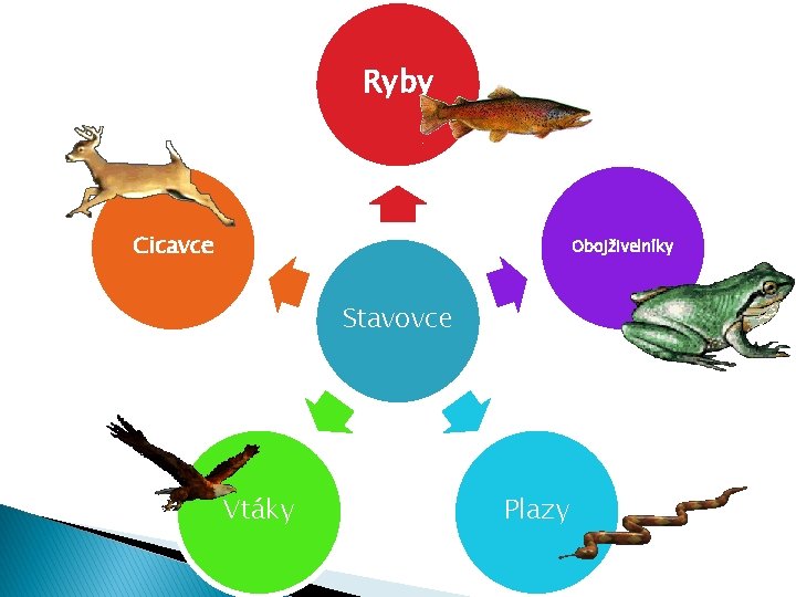 Ryby Cicavce Obojživelníky Stavovce Vtáky Plazy 