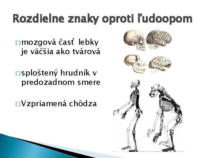 Rozdielne znaky oproti ľudoopom � mozgová časť lebky je väčšia ako tvárová � sploštený