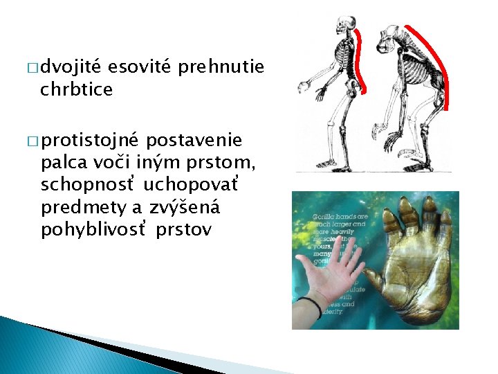 � dvojité esovité prehnutie chrbtice � protistojné postavenie palca voči iným prstom, schopnosť uchopovať