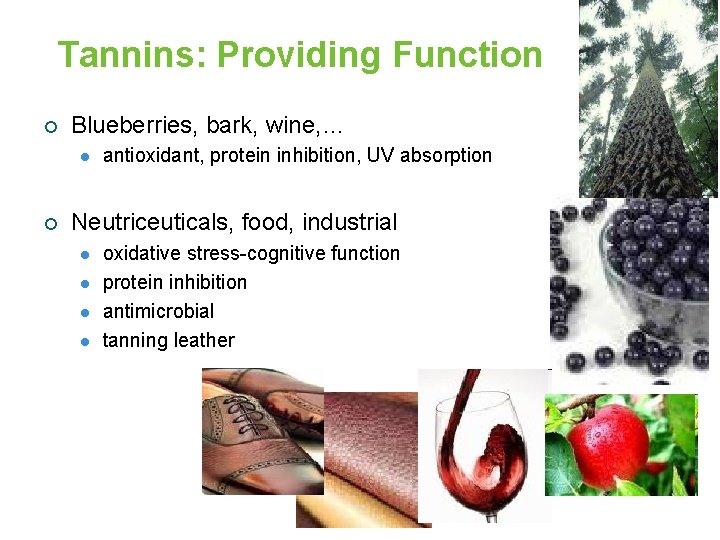 Tannins: Providing Function ¡ Blueberries, bark, wine, … l ¡ antioxidant, protein inhibition, UV