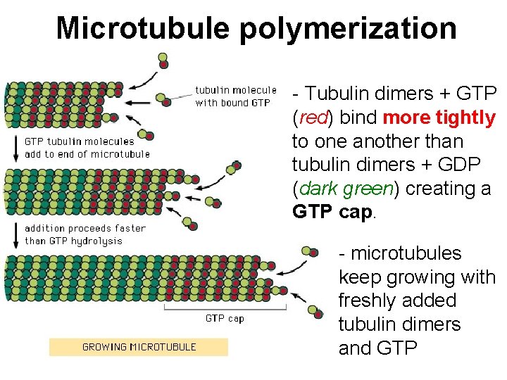 Microtubule polymerization - Tubulin dimers + GTP (red) bind more tightly to one another