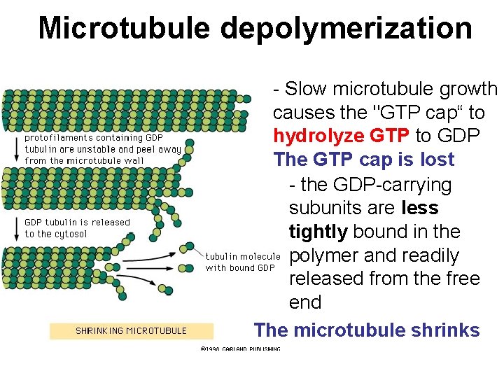 Microtubule depolymerization - Slow microtubule growth causes the "GTP cap“ to hydrolyze GTP to