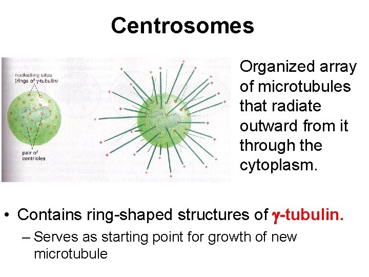 Centrosomes • Organized array of microtubules that radiate outward from it through the cytoplasm.