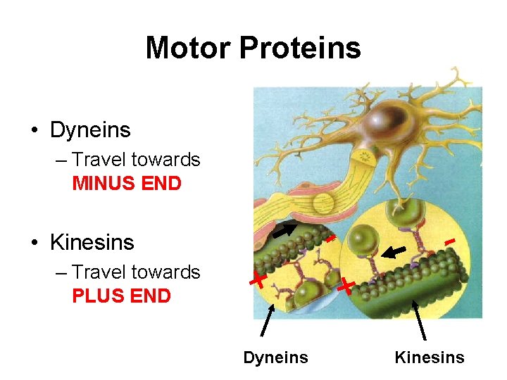 Motor Proteins • Dyneins – Travel towards MINUS END • Kinesins – Travel towards