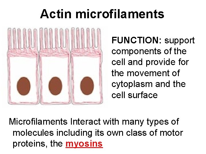 Actin microfilaments FUNCTION: support components of the cell and provide for the movement of