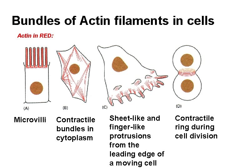 Bundles of Actin filaments in cells Actin in RED: Microvilli Contractile bundles in cytoplasm