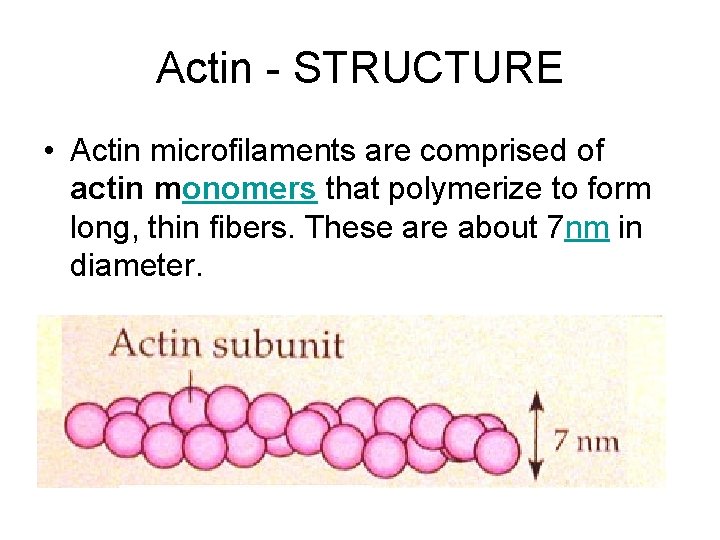 Actin - STRUCTURE • Actin microfilaments are comprised of actin monomers that polymerize to