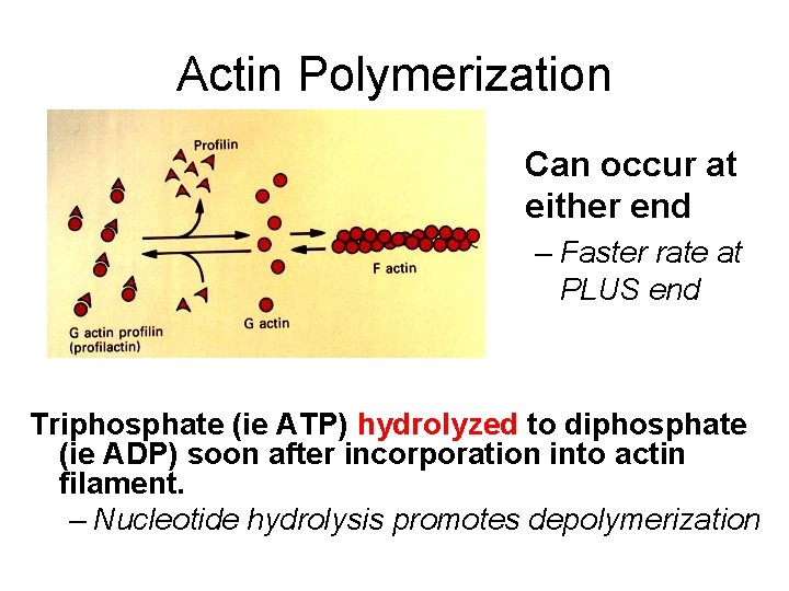 Actin Polymerization Can occur at either end – Faster rate at PLUS end Triphosphate