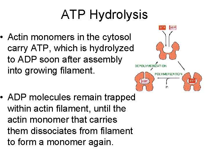 ATP Hydrolysis • Actin monomers in the cytosol carry ATP, which is hydrolyzed to